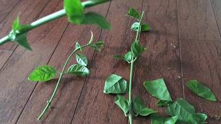 How to propagate Jasmine plant from cuttings and fertilizer for jasmine plant [upl. by Fantasia]