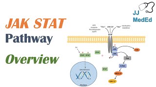 JAKSTAT Signaling Pathway [upl. by Ardnahc]