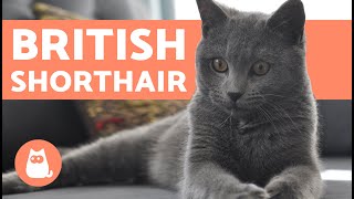 British Shorthair Cat  CHARACTERISTICS and CARE [upl. by Sammie]