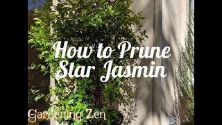 How to Prune Star Jasmin [upl. by Grannia]