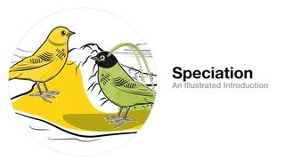 Speciation An Illustrated Introduction [upl. by Aluino122]