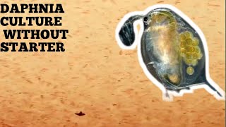 HOW TO CULTURE DAPHNIA NATURALLY WITHOUT A STARTER [upl. by Ynatterb828]