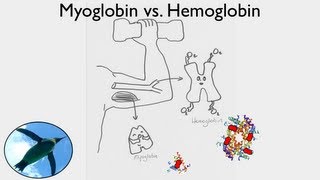 Getting Oxygen Myoglobin vs Hemoglobin [upl. by Micki208]