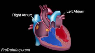 How the heart works  Bupa Health [upl. by Ier]