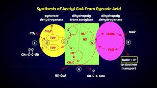 Oxidative Decarboxylation of Pyruvic acid [upl. by Ettenim]