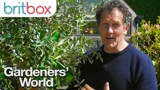 Monty Don Shows How to Pot Your Olive Tree Correctly  Gardeners World [upl. by Eltsyrc]