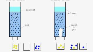 Column Chromatography animation [upl. by Adnohsirk]