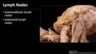 Parotid Gland and Submandibular Triangle  Lymph Nodes [upl. by Otti]