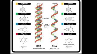 DNA and RNA Structure [upl. by Akirderf749]