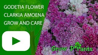 Godetia flower  grow and care Clarkia amoena [upl. by Ernaldus]