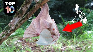 10 RARE Animals Only Found in Philippines 🇵🇭 2 [upl. by Latta]