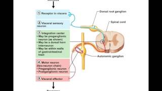 Chapter 145 Visceral Reflexes BIO201 [upl. by Nydnarb]