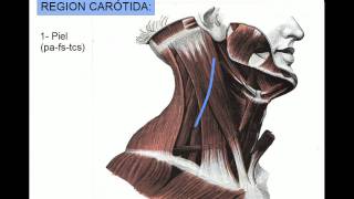 REGION CAROTÍDEA [upl. by Filip]