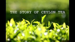 THE STORY OF CEYLON TEA  MINERVA the documentary team production [upl. by Ellened]