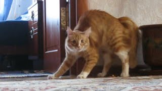 Adrenaline Cats  Funny Cat Video Compilation 2020 [upl. by Fawcette]