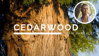 Cedarwood  The Oil of Grounded Strength [upl. by Moynahan]