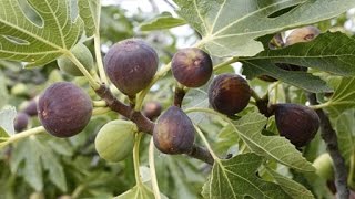 How to Grow Figs  Complete Growing Guide [upl. by Naellij]