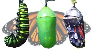 Monarch Butterfly Metamorphosis Timelapse FYV [upl. by Nalehp259]