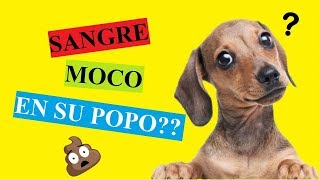 Mi Perro Defeca Con Sangre Moco ¿Qué Puedo Hacer [upl. by Aniraz276]