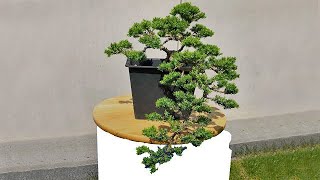 Beginners juniper cascade bonsai Transformation after one year How to do bonsai trees [upl. by Jeminah]