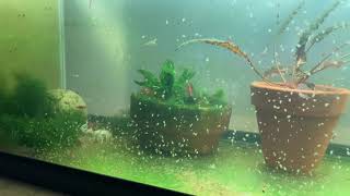 Daphnia Culturing Snails or no snails [upl. by Ashien290]