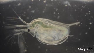 Daphnia magna under the Microscope [upl. by Mutua]