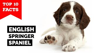 English Springer Spaniel  Top 10 Facts [upl. by April250]