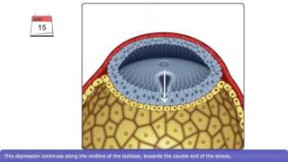 The Process of Gastrulation [upl. by Beverie]