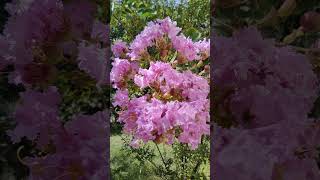 Lagerstroemia indica plant [upl. by Ertha]