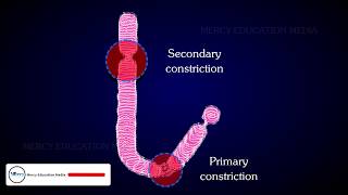 STRUCTURE OF CHROMOSOME [upl. by Anstice912]