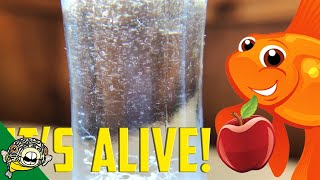 How to culture Vinegar Eels The EASY Way Live Fish Food [upl. by Lleral403]