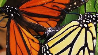 Monarch Butterflies Mating FYV [upl. by Diego568]