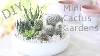 DIY Mini Cactus Gardens [upl. by Atronna]