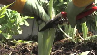 Gardening Tips  How to Divide Iris Plants [upl. by Ereynihc]