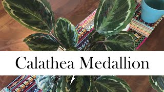 Calathea Medallion Addys Tips for Beginners [upl. by Savill]