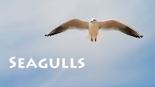 REQUESTED Finding Nemo  Escape From Seagulls In Electronic Sounds [upl. by Heyde985]