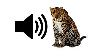 Cheetah  Sound Effect  ProSounds [upl. by Annahtur]