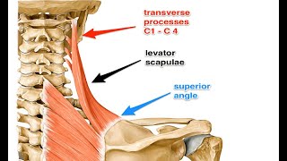 Two Minutes of Anatomy Levator Scapula [upl. by Wurst]