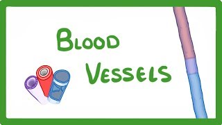 GCSE Biology  Blood Vessels 24 [upl. by Lassiter]