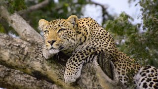 Leopard vs Lion African Standoff  Animal Attacks  Love Nature [upl. by Savage276]