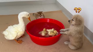 The cat brings the mother duck home Together with the puppy they supervise the ducklings swimming [upl. by Aitnyc]