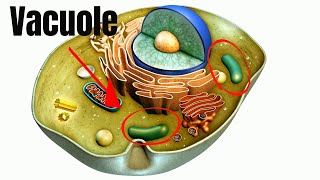 Vacuoles Function in Cells [upl. by Nollahs104]