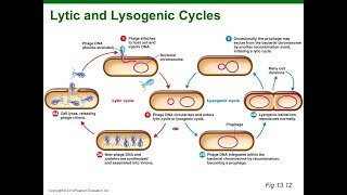 Virus Lysogenic Cycle Animation HD [upl. by Vere]