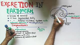 Excretion In Earthworm  Class 12 Biology [upl. by Yvon]