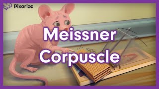 Meissner Corpuscle Mnemonic [upl. by Meesak]