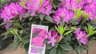 Rhododendron English Roseum  LARGE ELEGANT Tough and Easy to Grow Evergreen [upl. by Yelyak]