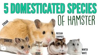 The 5 domesticated species of hamsters [upl. by Gibson]