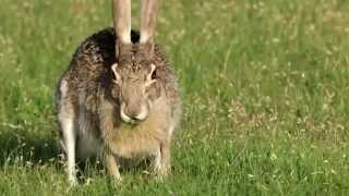 Texas Wild Blacktailed Jack Rabbit [upl. by Allecnirp]