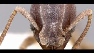 The World Ants  Up close and personal [upl. by Lette298]