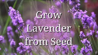 Grow Lavender from Seed [upl. by Joed907]